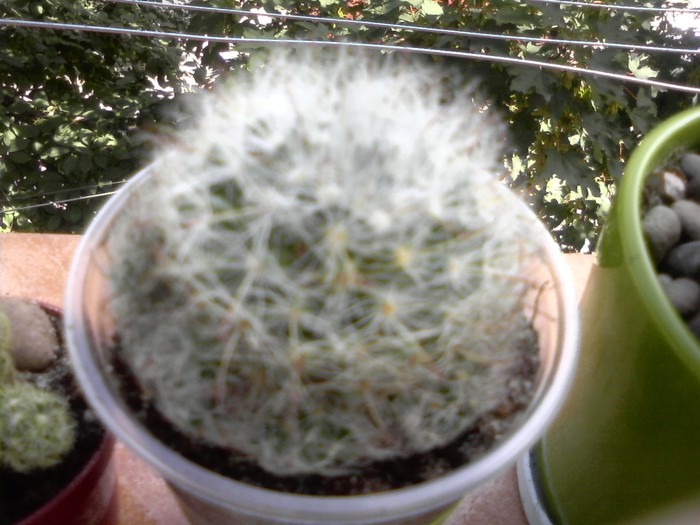 mammillaria bocasana v. roseiflora 5.07.10 - x - Cactusi