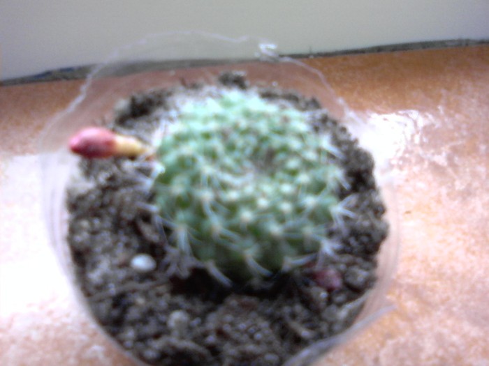 decedat rebutia tarvitaensis 5.07.10 - x - Cactusi