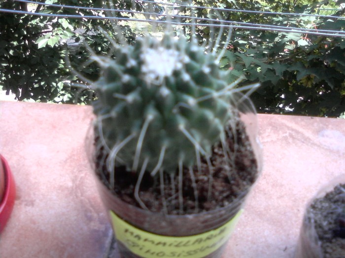 mammillaria spinosissima 5.07.10 - x - Cactusi
