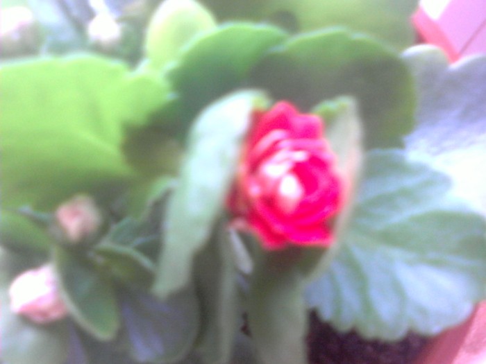 P04-07-10_15.42 - x - Kalanchoe