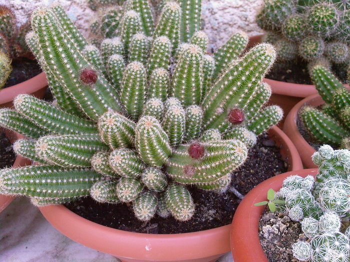 Fotografii-0039