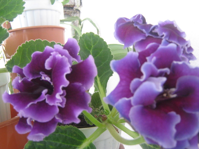 Picture 165 - gloxinia mov dublu2010  2011