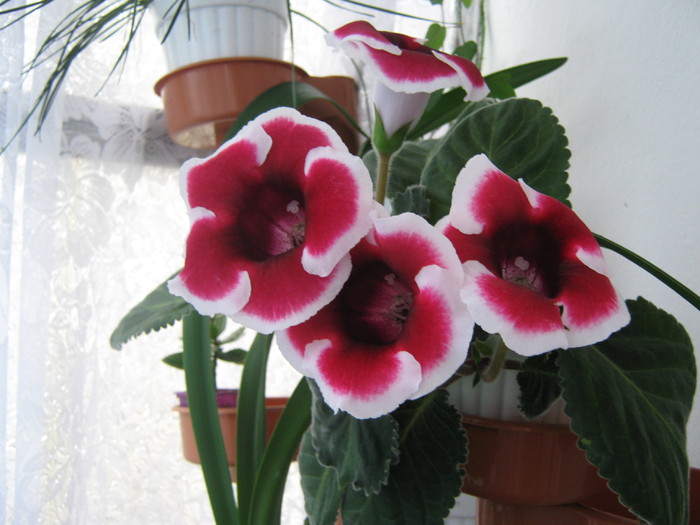 Picture 155 - gloxinia rosie cu bordura alba2010