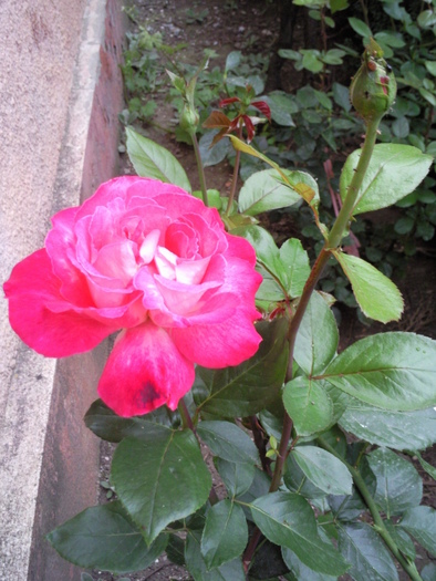 trandafir plantat de strabunici