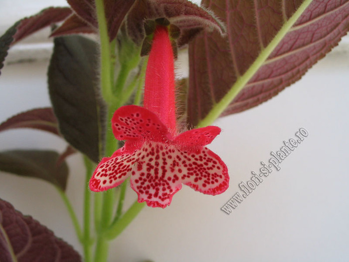 Kohleria Blizzard's Prickle puss  1