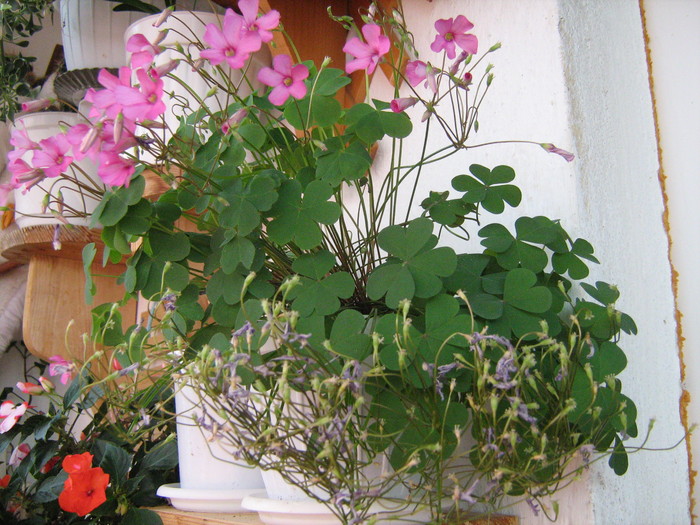 atelier 1 003; floare de trifoi de ghiveci
