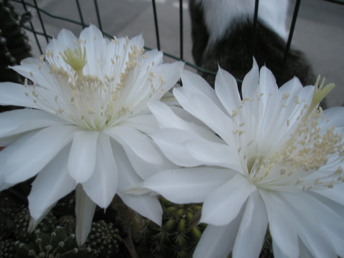 Echinopsis calochlora - flori - Echinopsis