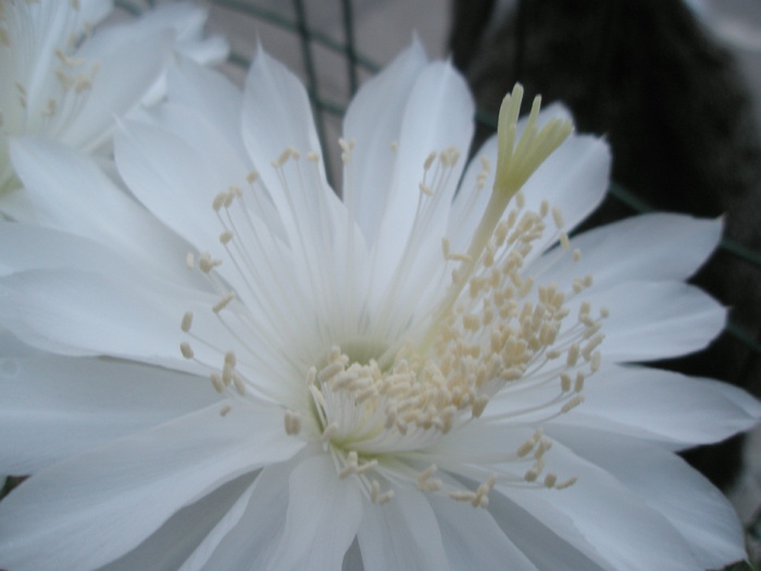 Echinopsis calochlora - macro