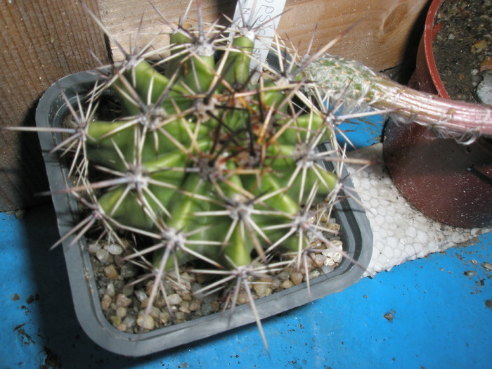 Echinopsis sp. 2 - 04.07 - Echinopsis