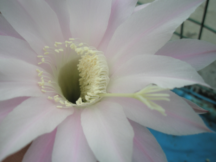 Echinopsis sp. 2 - floare - Echinopsis