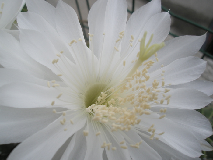 Echinopsis calochlorum - floare - Echinopsis