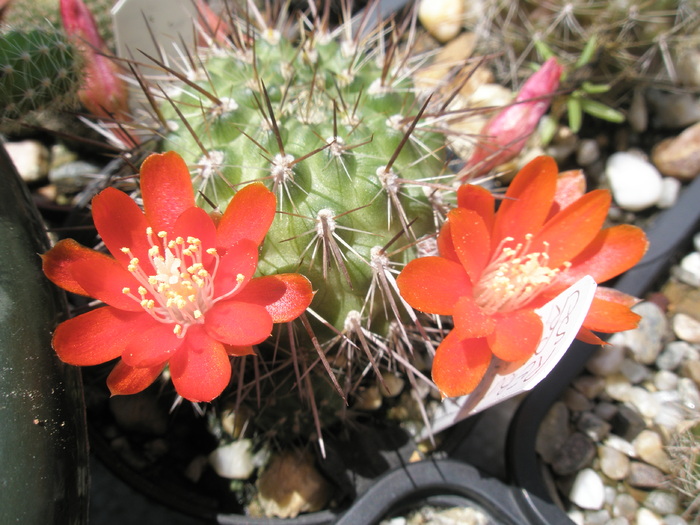 Rebutia spinosissima - 04.07 - Rebutia