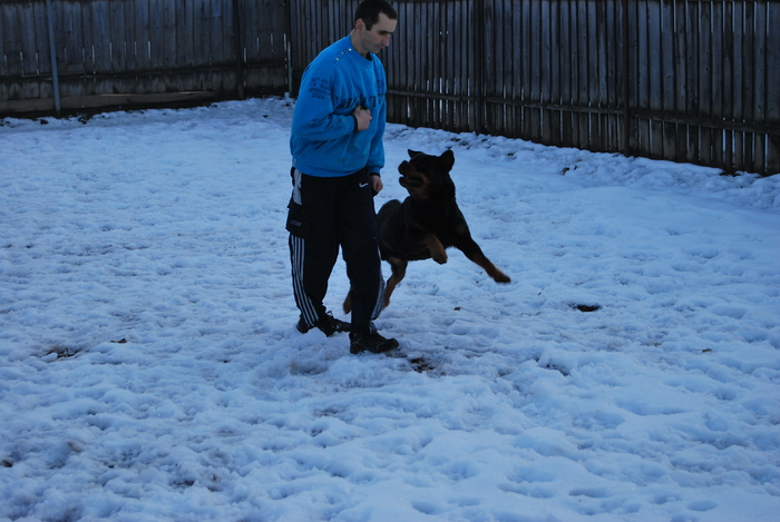 antrenament......joaca - rottweiler canisa adamsrott