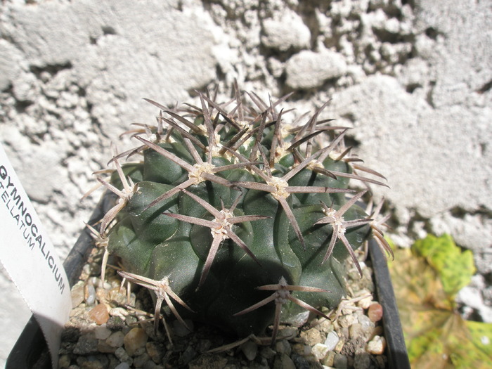 Gymnocalycium stelatum - 04.07