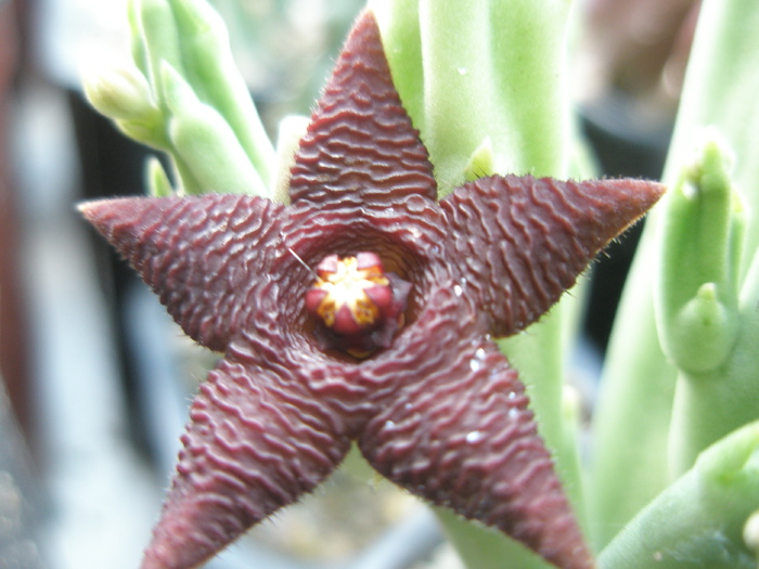 Stapelia kwebensis - floare - Stapelia