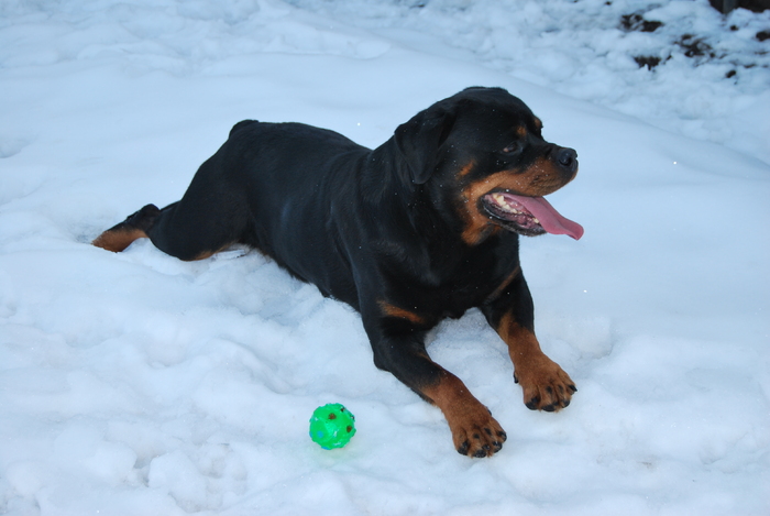 dupa antrenament - rottweiler canisa adamsrott