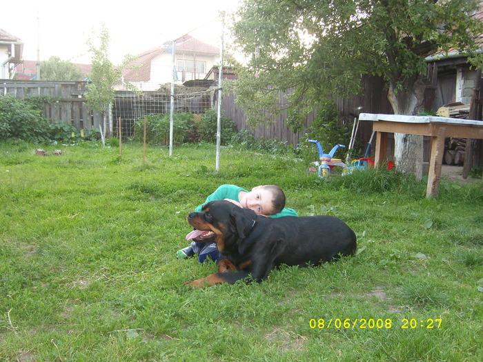 hunor si vitan - rottweiler canisa adamsrott