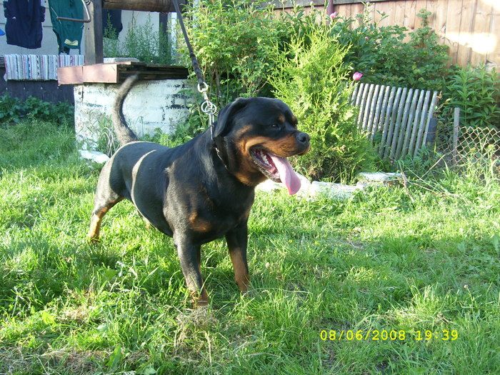 vitan - rottweiler canisa adamsrott