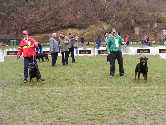 2008 cac brasov  risnov - rottweiler canisa adamsrott