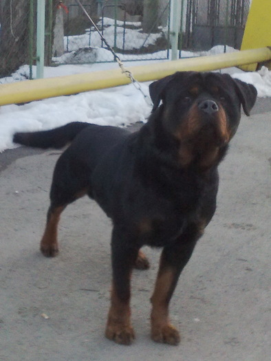 bruno... fiu lui vitan - rottweiler canisa adamsrott