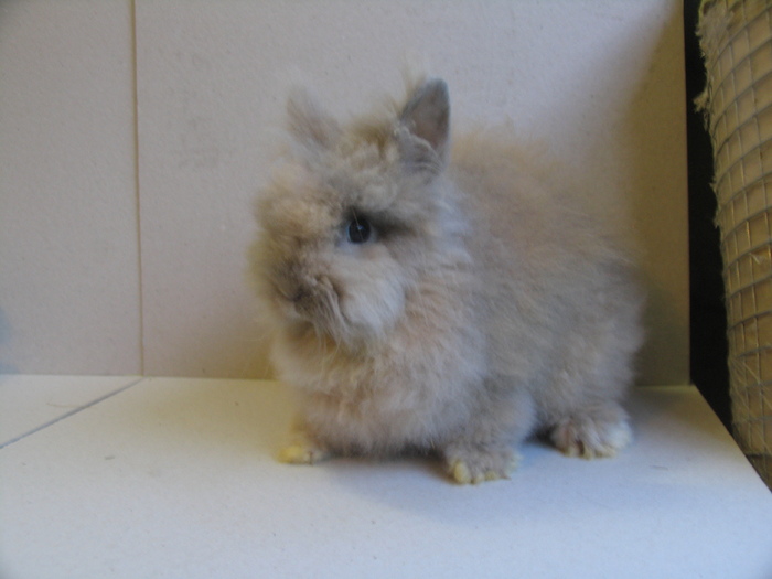 Angora - Iepuri Pitici - angora