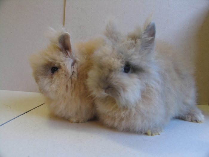 Angora - Iepuri Pitici - angora