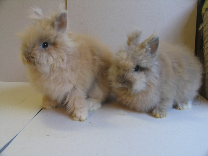 Angora; Femele
