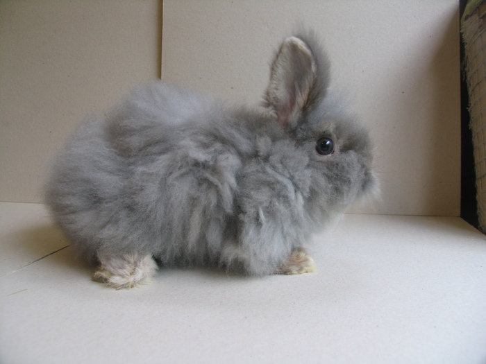 Angora; Femela
