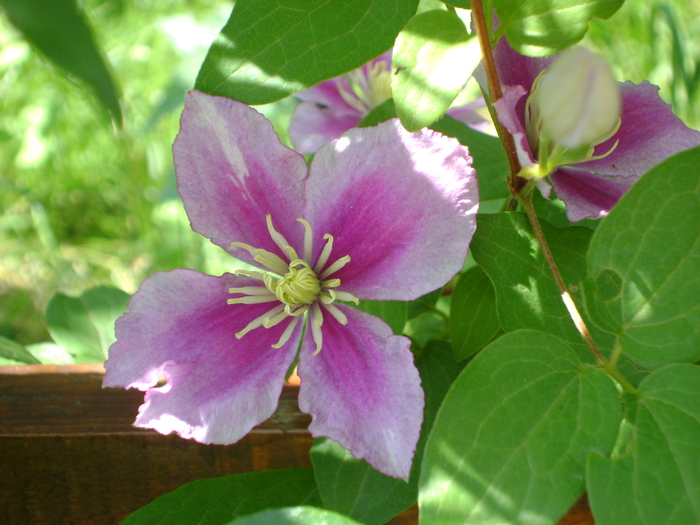 DSC02860 - clematite 2010