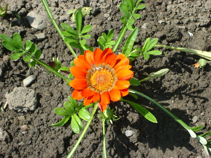 DSC02856 - florile mele -2010