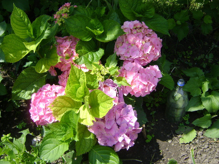 hortensia - florile mele -2010