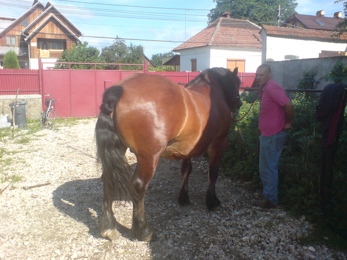 DSC05560 - x Radu - armasar semigreu 4 ani-VANDUT