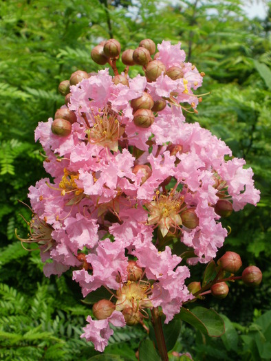 Crape Myrtle - Gradina de flori 2009