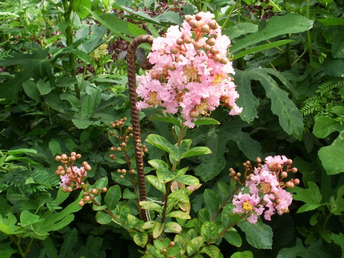 Crape Myrtle la un an - Gradina de flori 2009