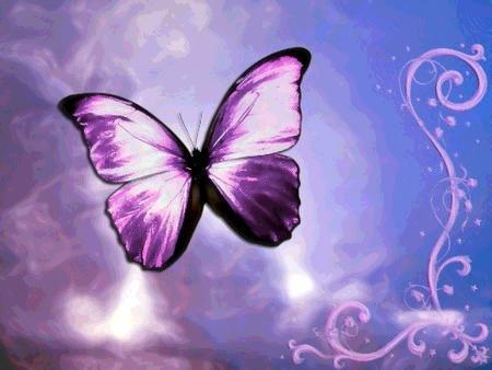butterfly-life-lavender - fluturi