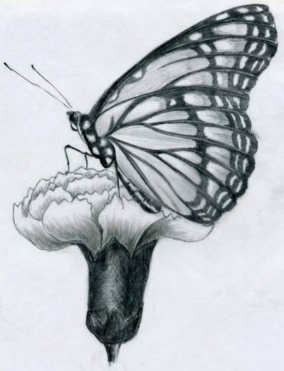 butterfly-pencil-drawings08 - fluturi