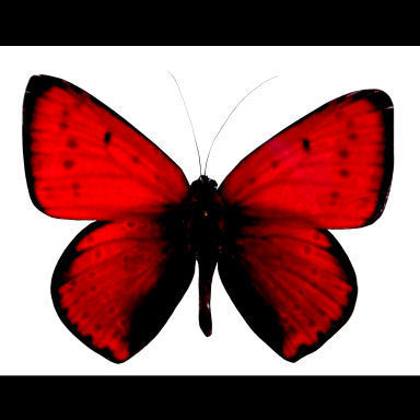 in-fa-red-butterfly