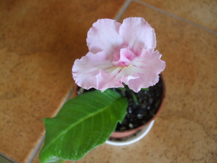 pink soufle
