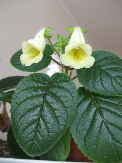 conspiqua - gloxinii