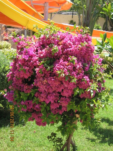 IMG_0136 - 2010 - Alania Turcia