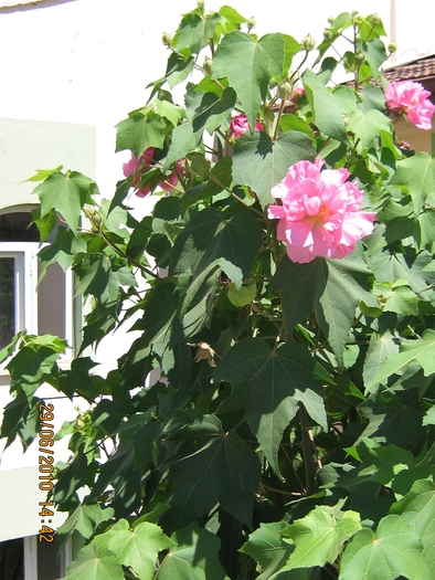 IMG_0161 - 2010 - Alania Turcia