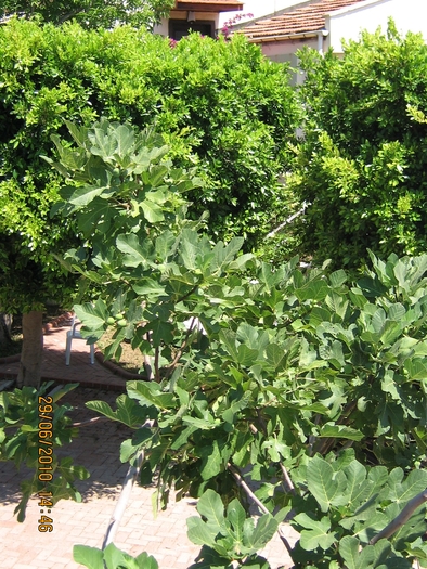 IMG_0165 - 2010 - Alania Turcia