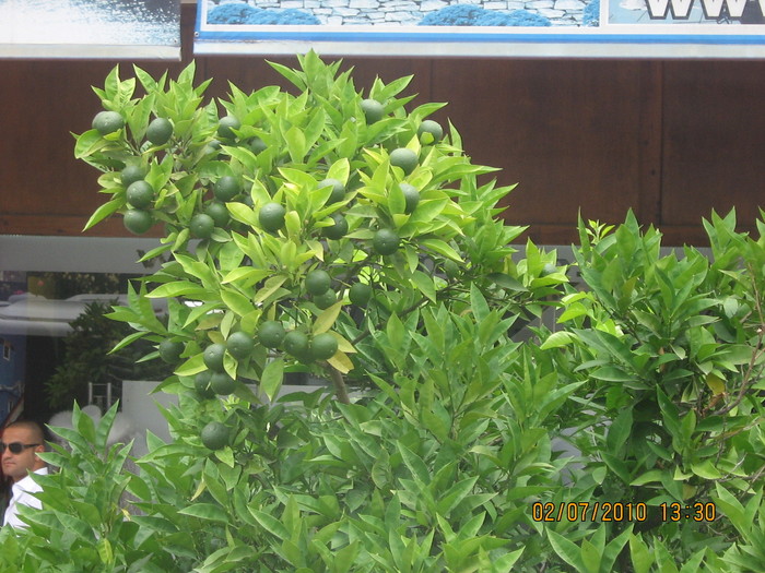 IMG_0281 - 2010 - Alania Turcia