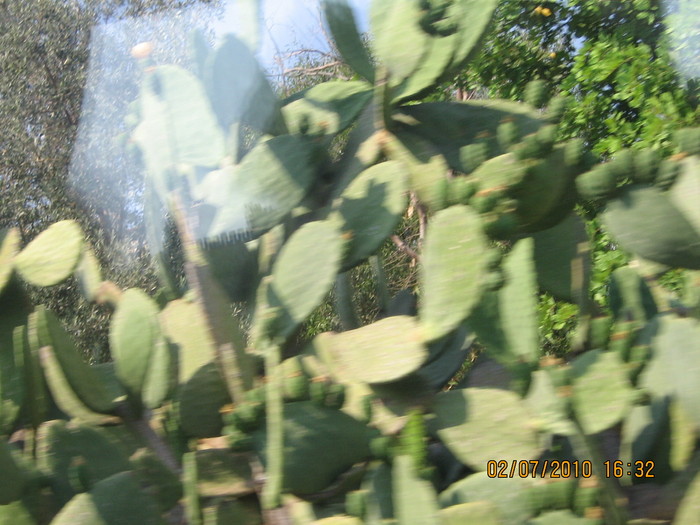 IMG_0317 - 2010 - Alania Turcia