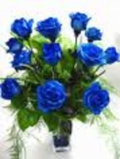jfhjfjfgjf - trandafiri albastri