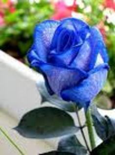 wrretrytyht - trandafiri albastri