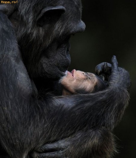 323_1255703230 - Animale