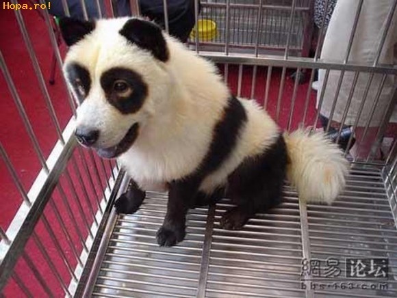 074_pics_1244733128 - Animale