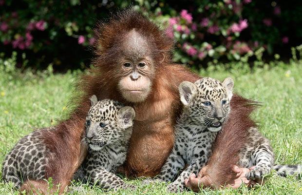 38469-0-orangutan_leopard__1377370i - Animale