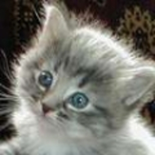 avatare_pisici_free_tari_misto_275 - Animale